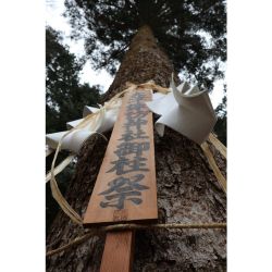 御柱 伐採式
